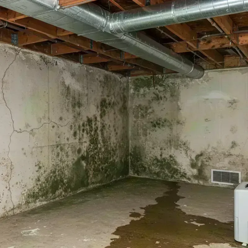 Professional Mold Removal in Pojoaque, NM